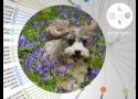 Journée mondiale du chien : Un arbre phylogénétique révèle les liens entre les différentes races de chiens - Sciences et Avenir